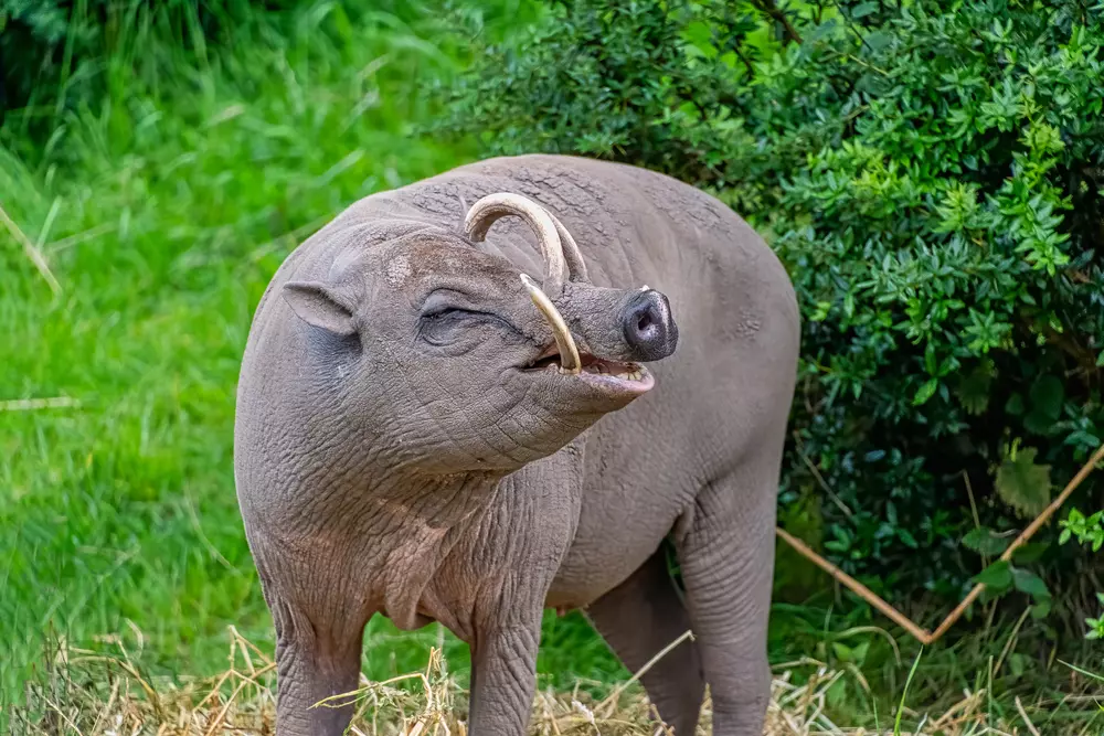 Babirusa