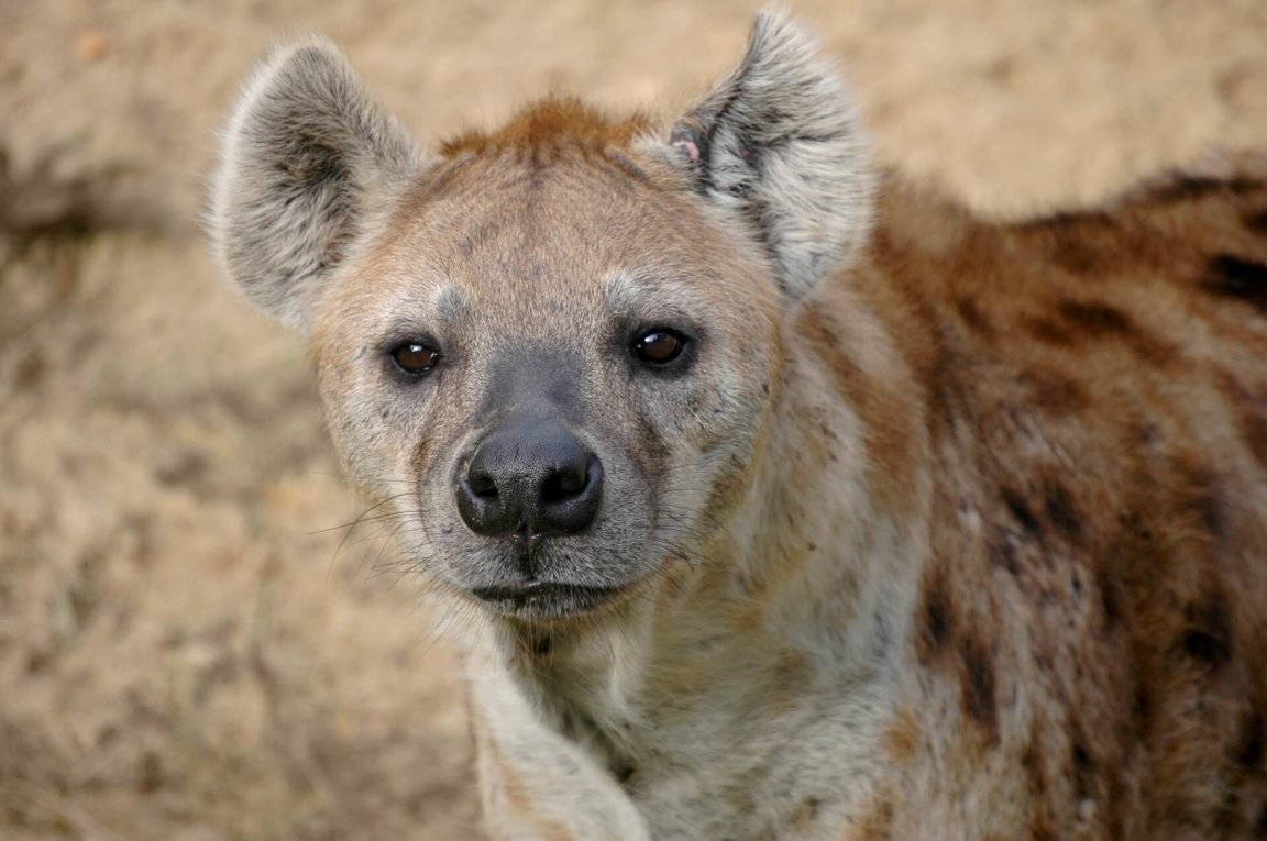 hyena
