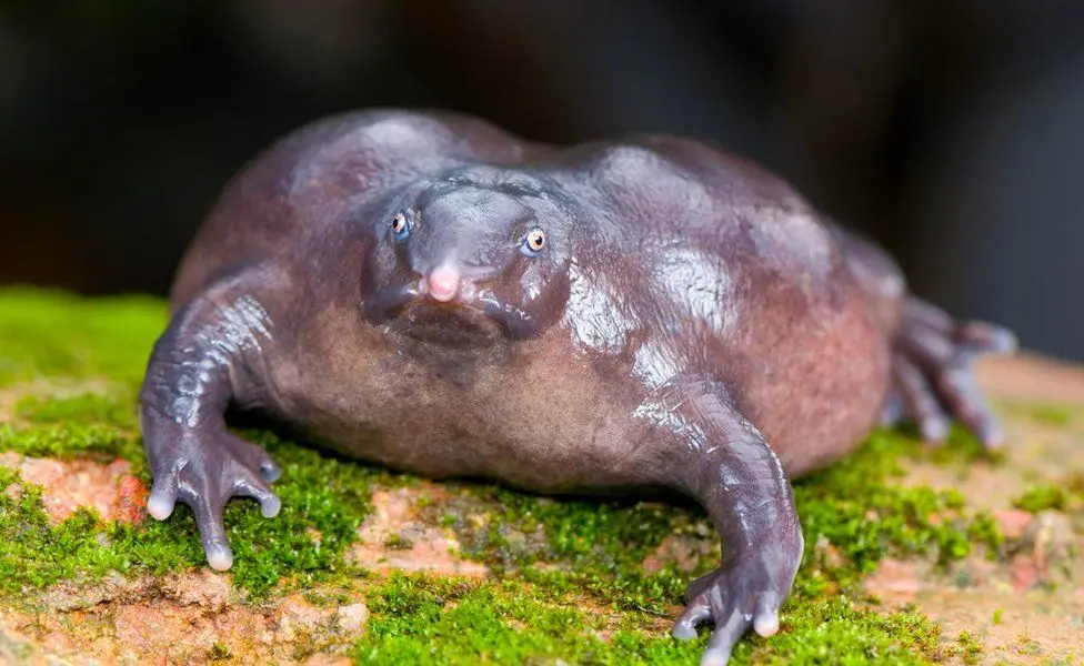 Purple frog