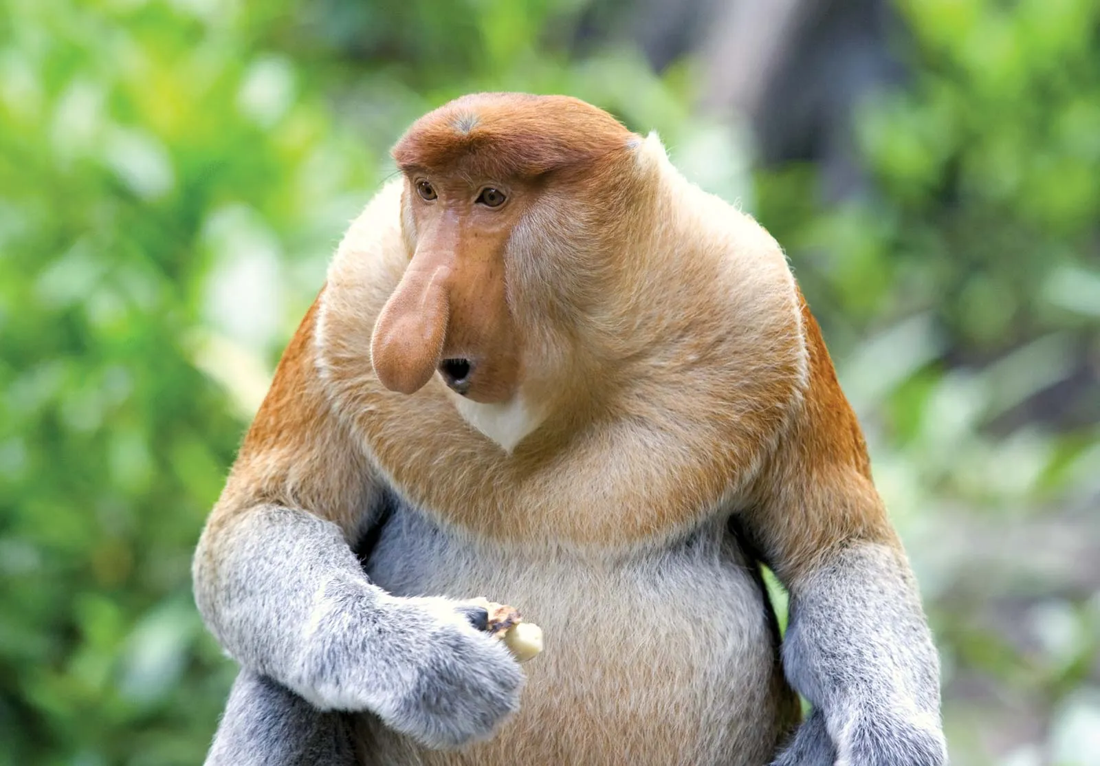 Proboscis monkey
