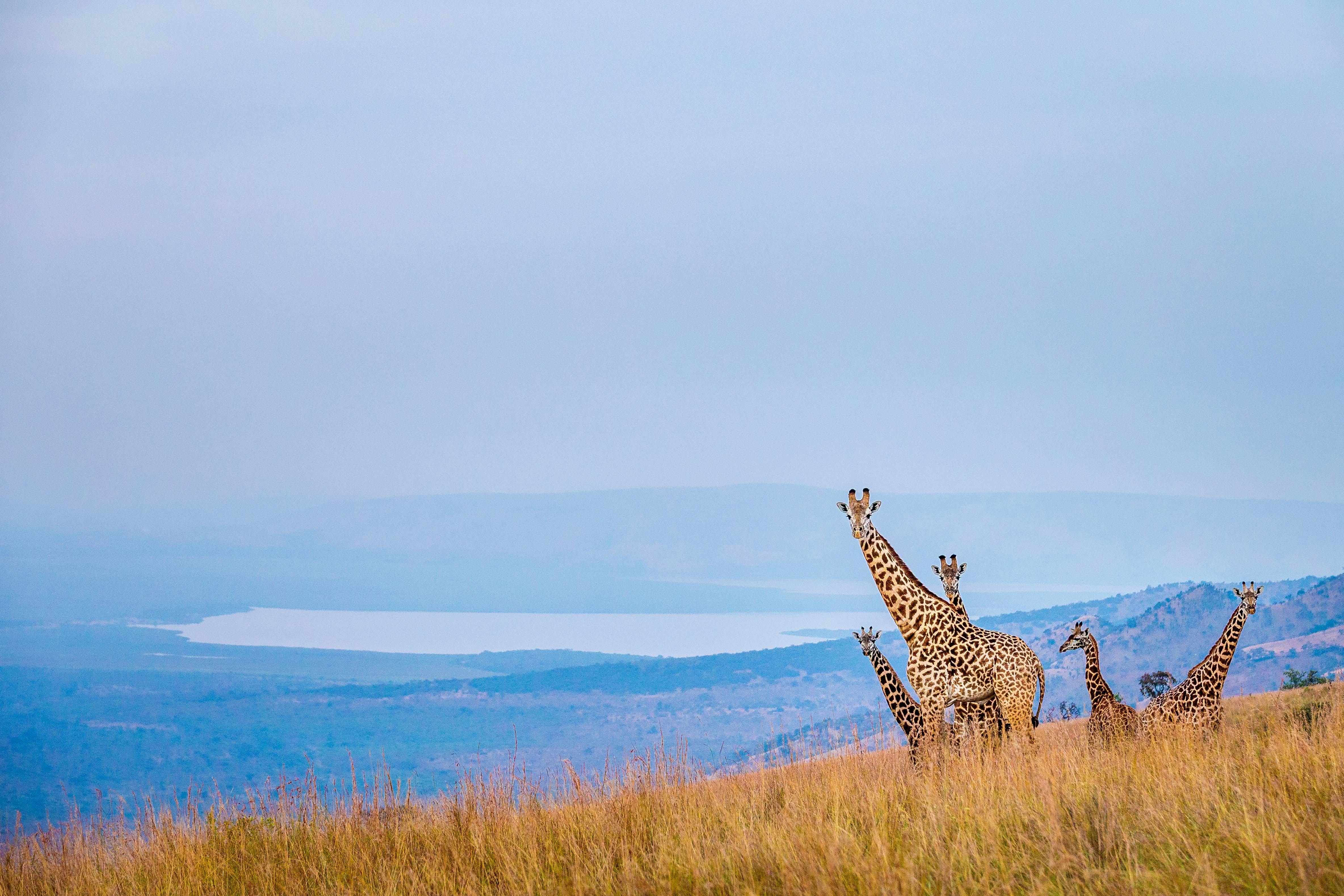 Kenya Safari