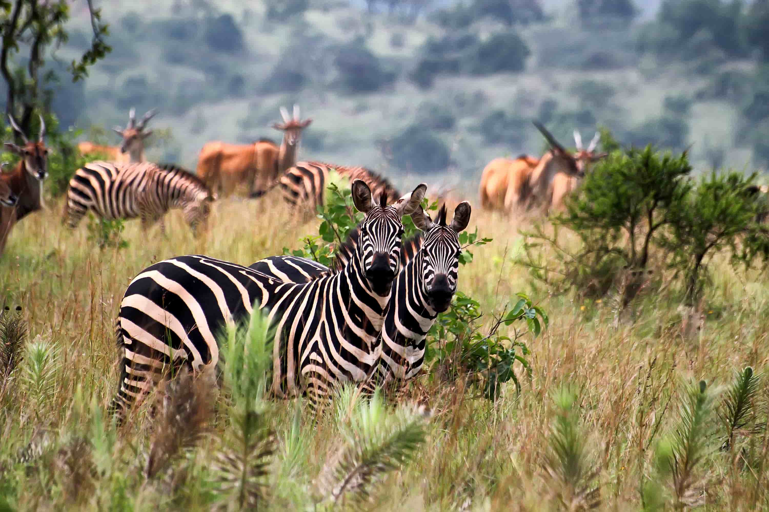 Maasai Mara