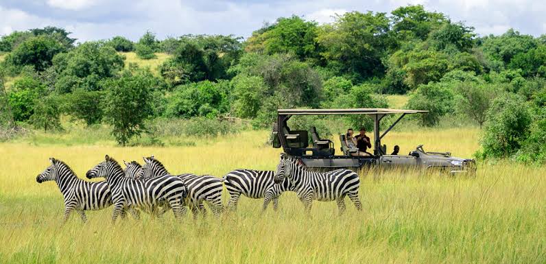 Elephants in Amboseli