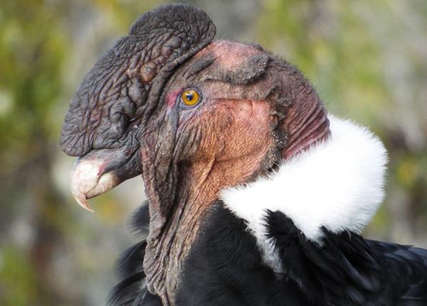 Andean Condor