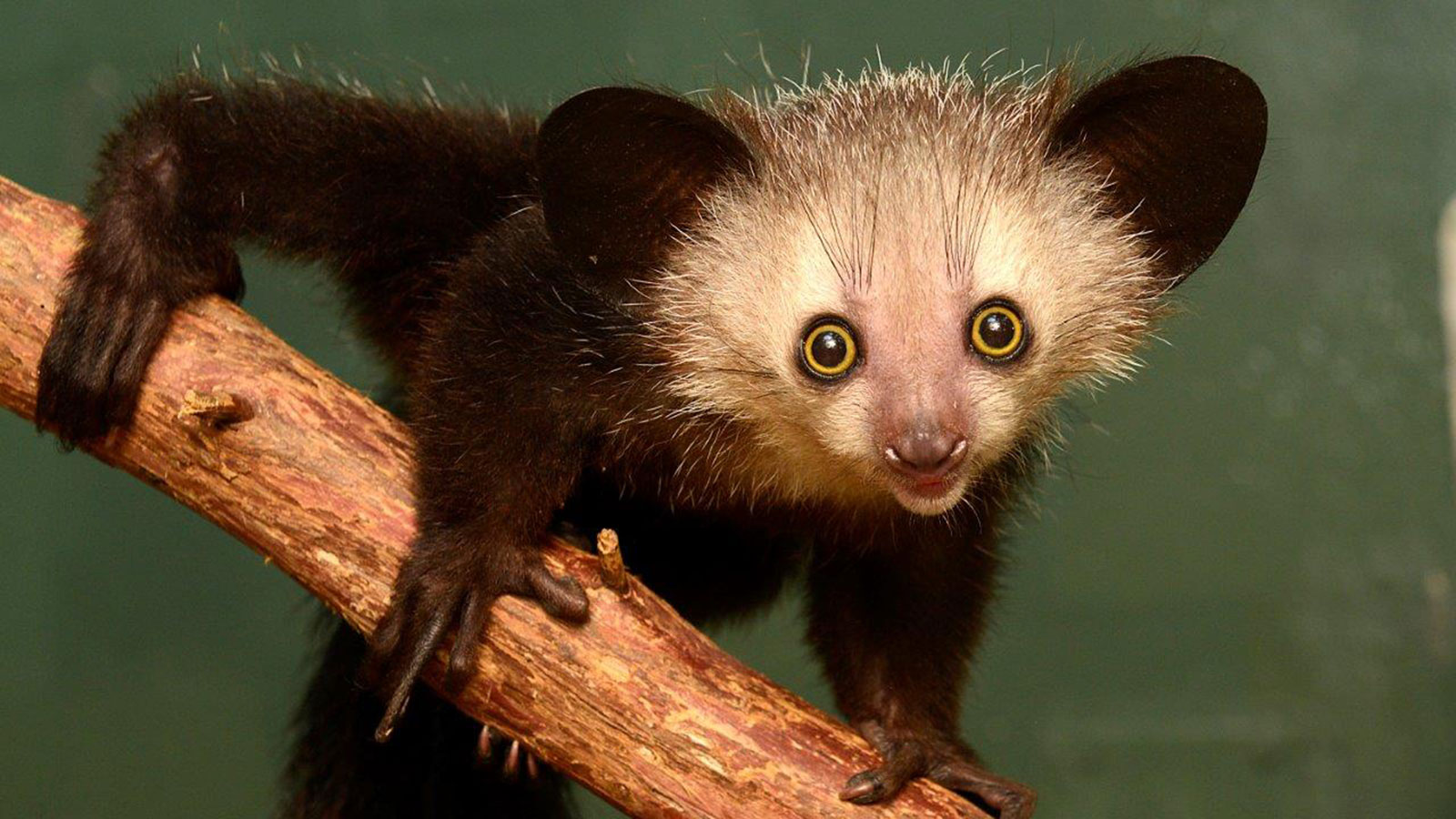 Aye aye