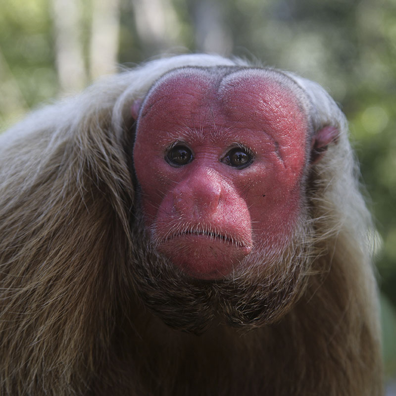 Bald uakari