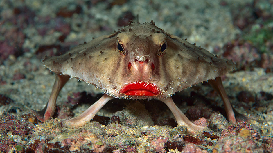 Batfish