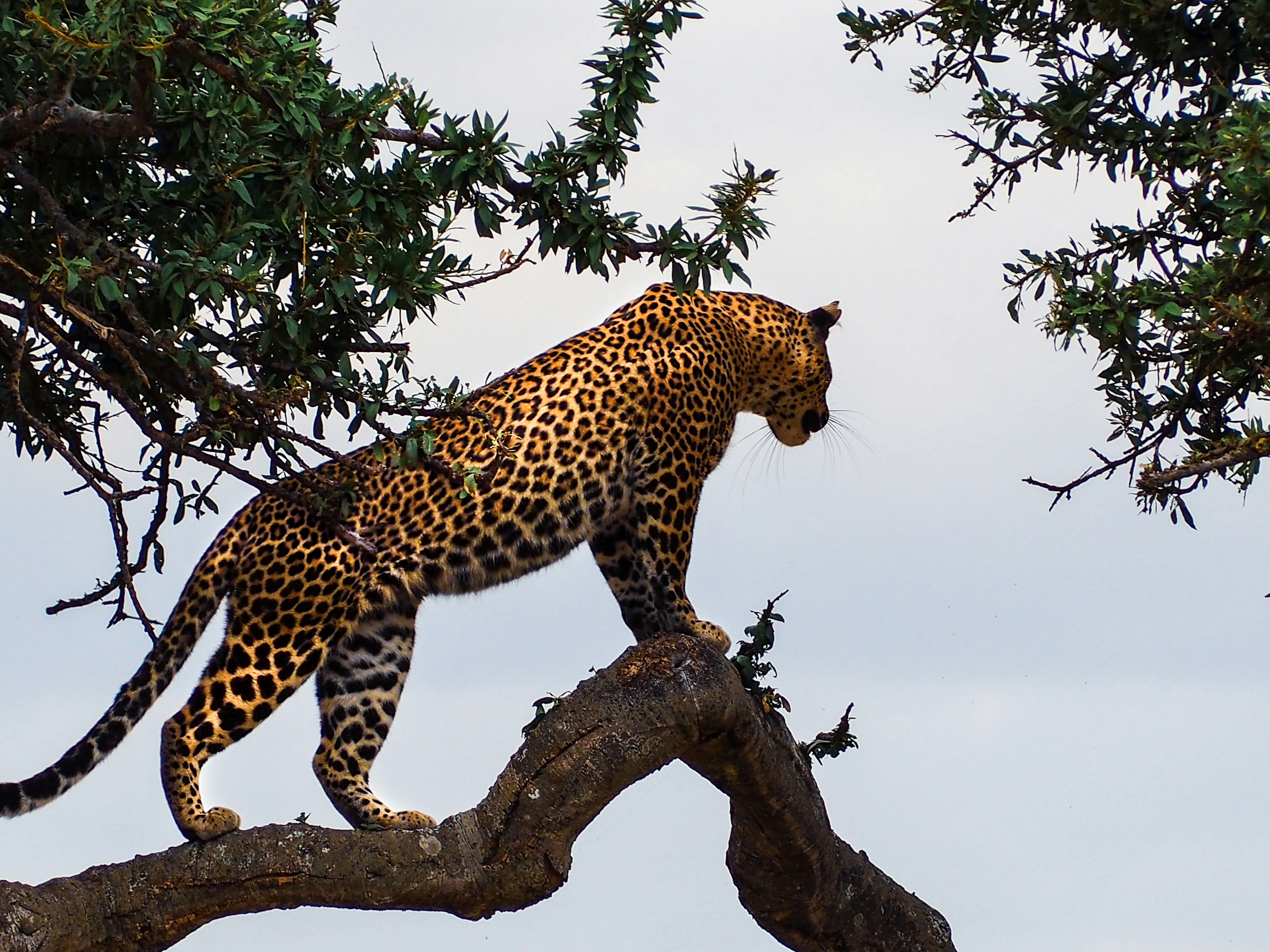Kenya Safari