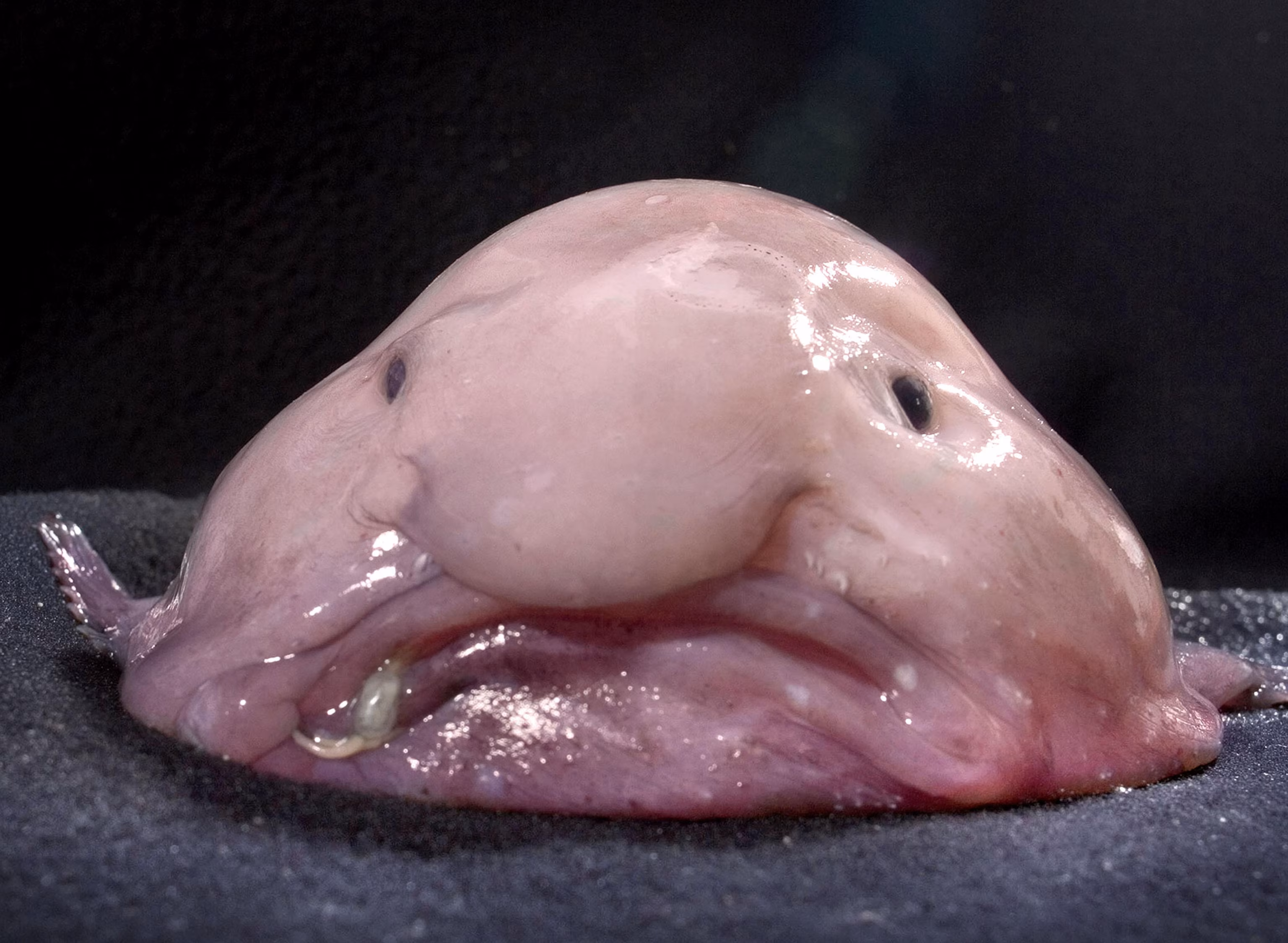 blobfish