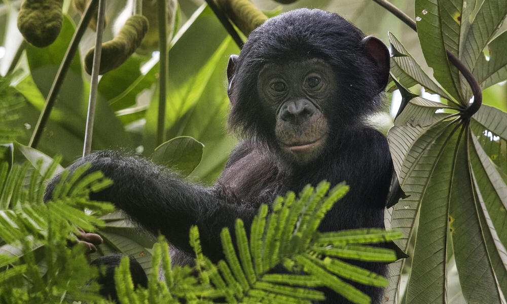 bonobo
