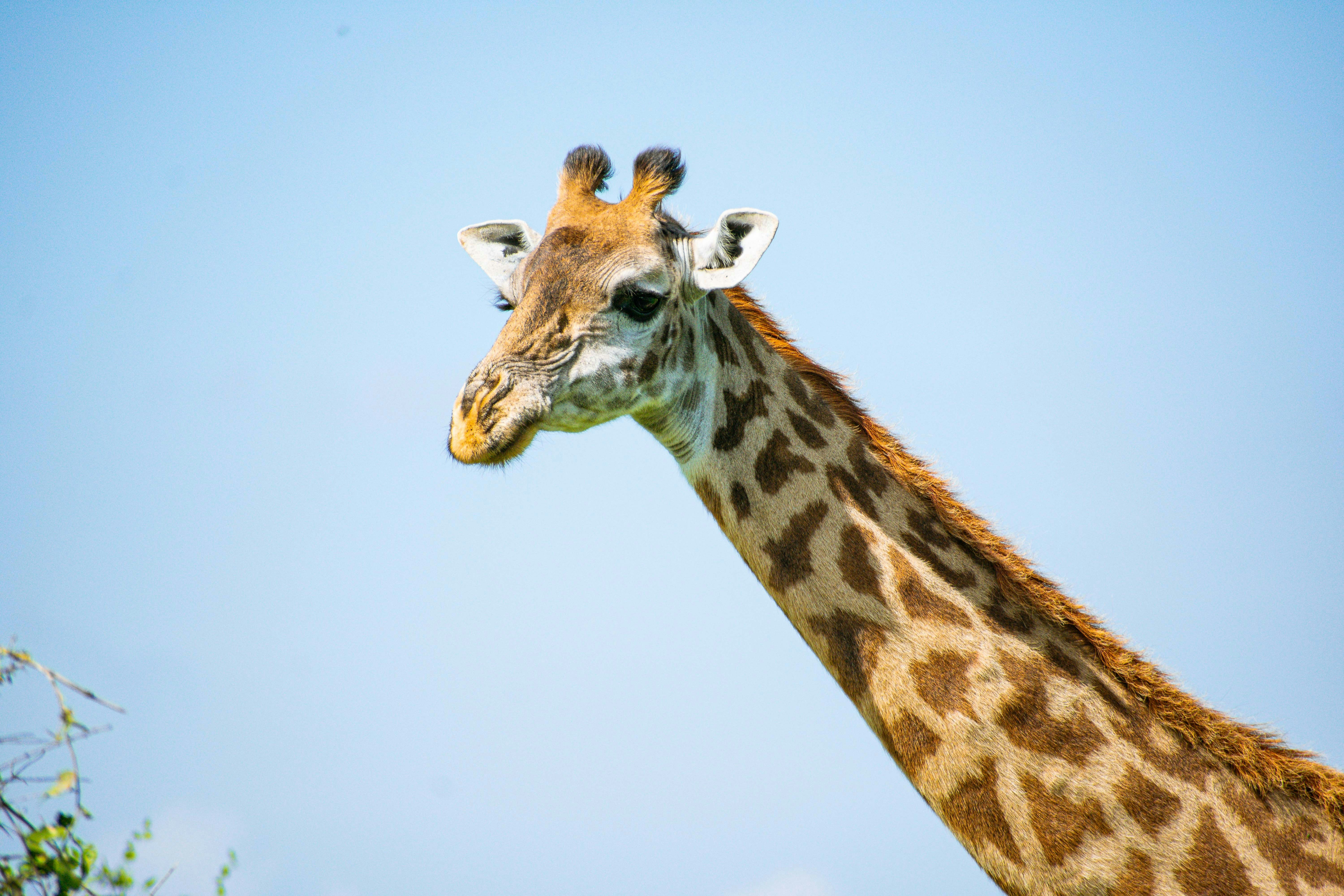 Maasai Mara