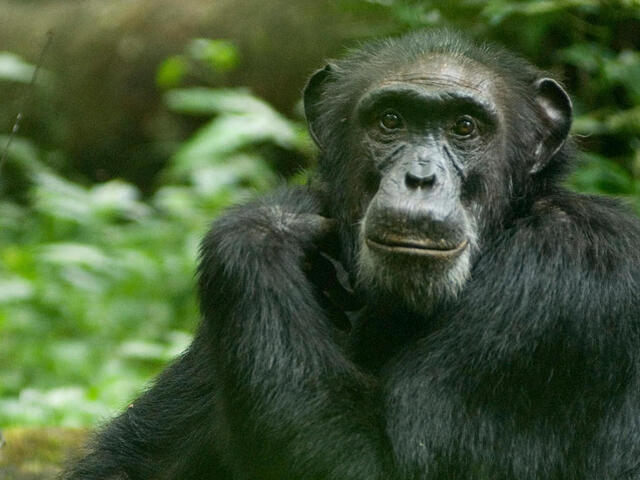 chimpanzee