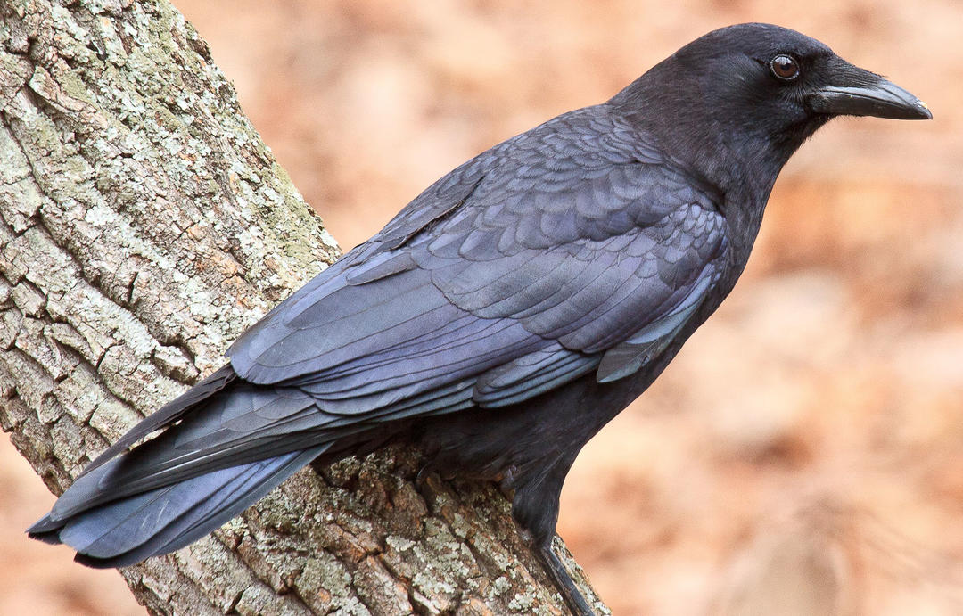 Crow