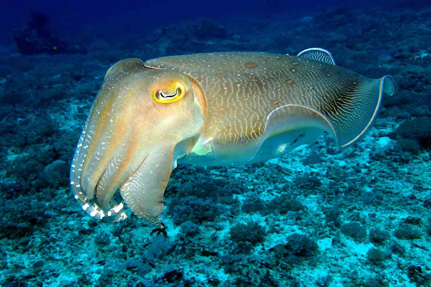 Cuttlefish