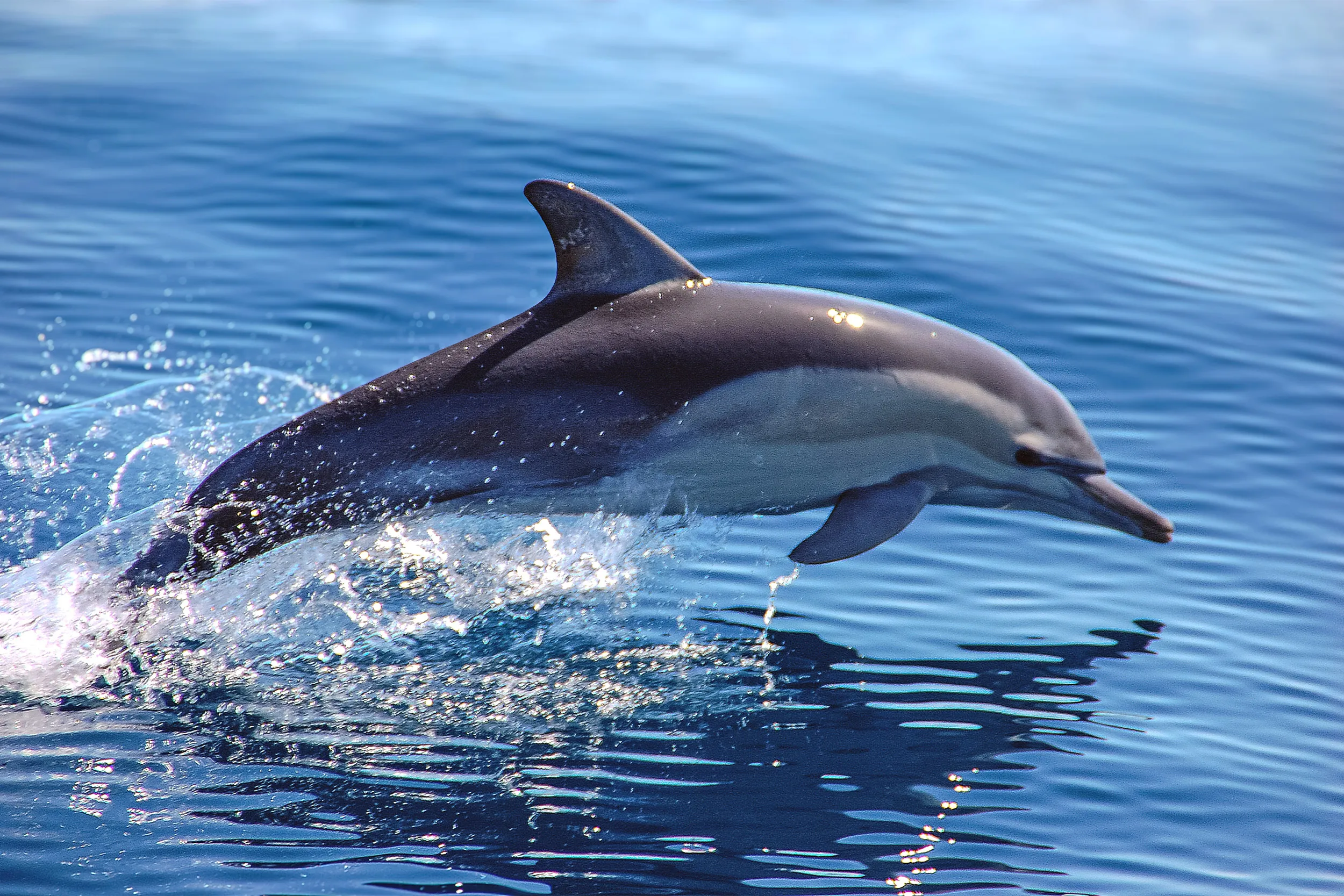 dolphin