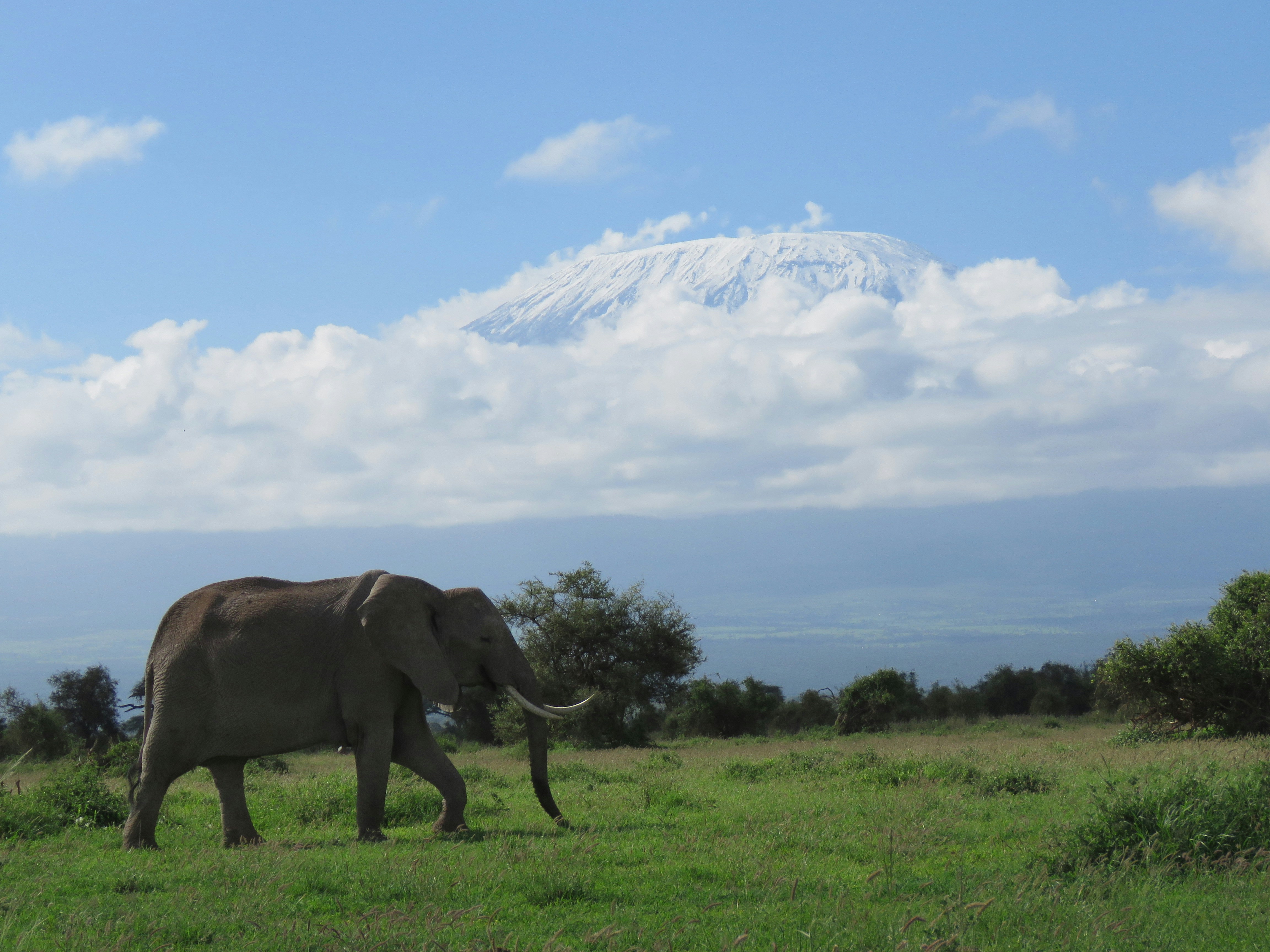 Elephants in Amboseli