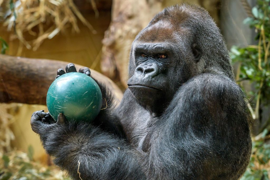 Gorilla