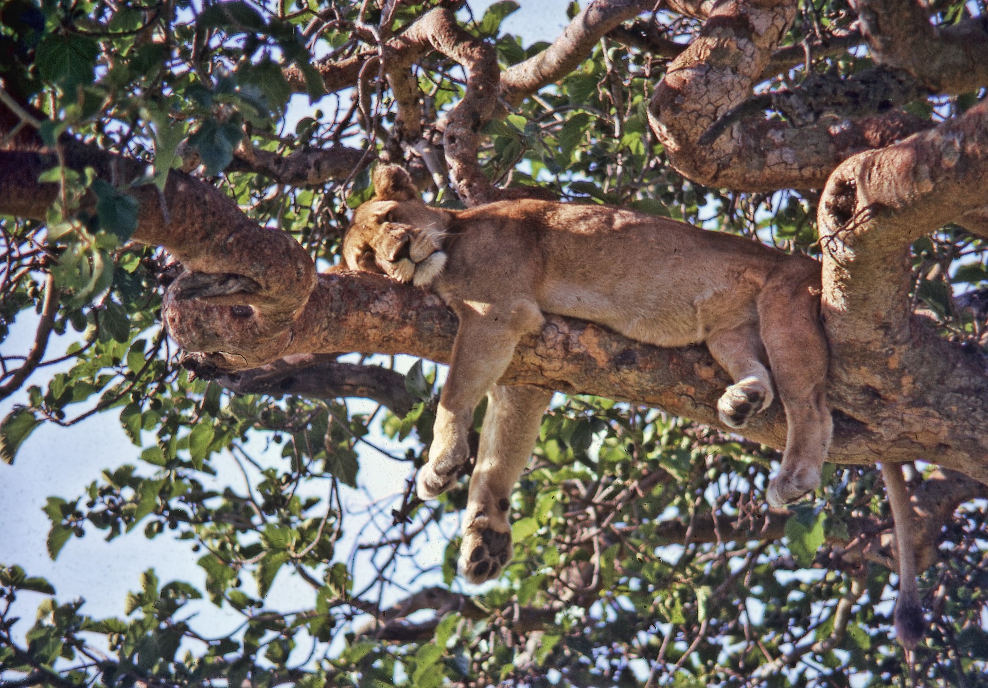 Kenya Safari
