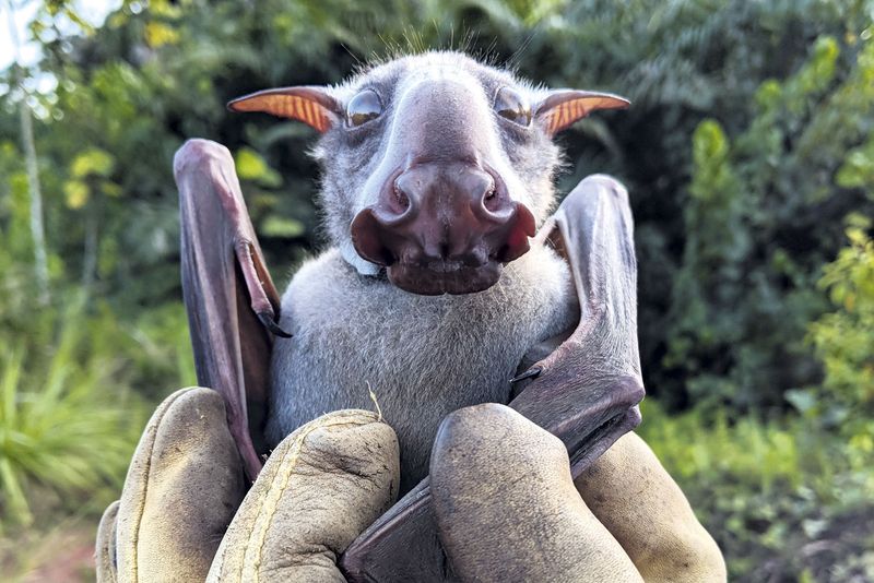 Hammerhead bat