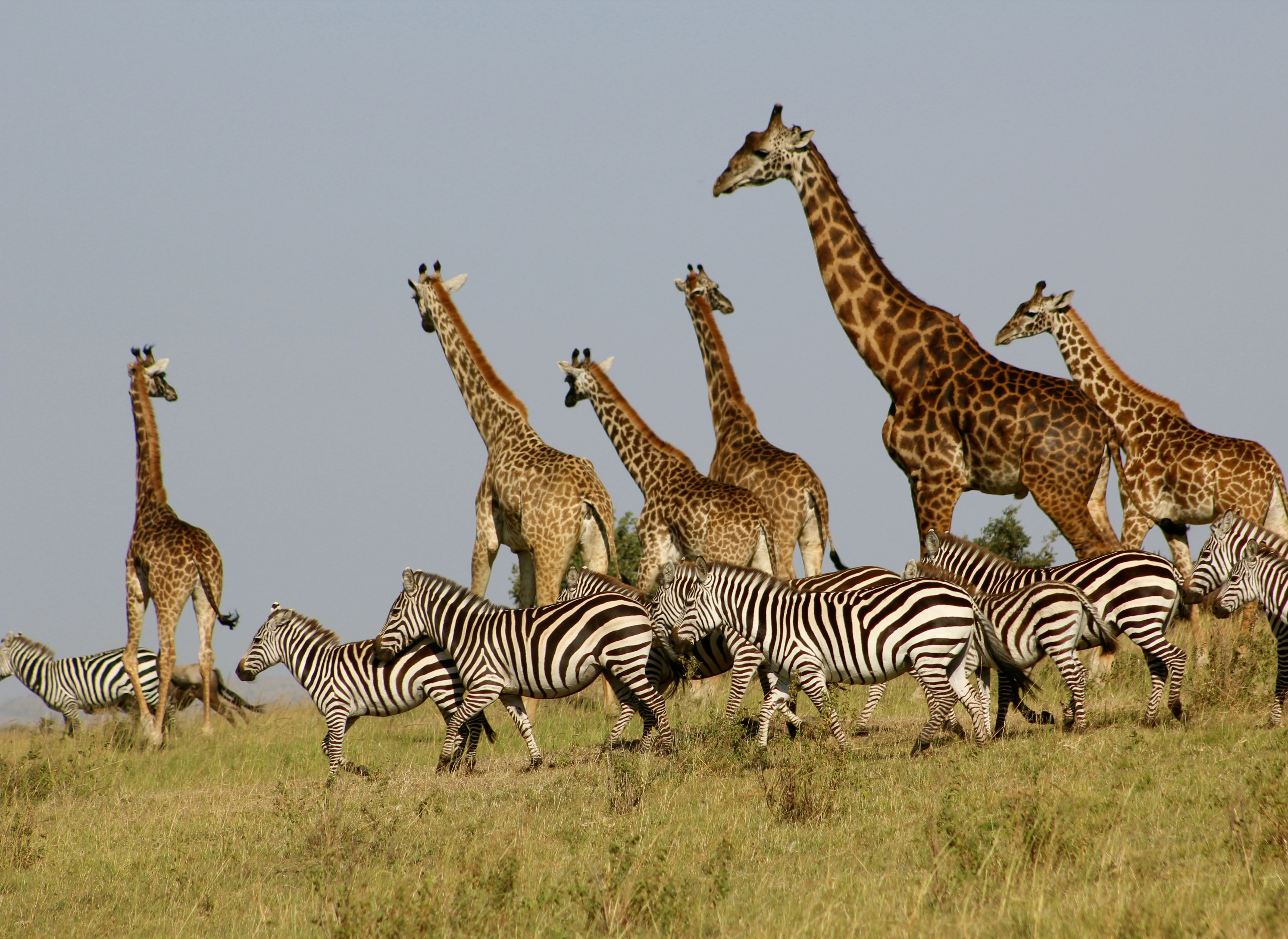 Elephants in Amboseli
