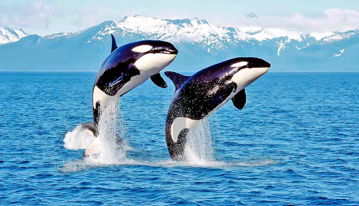 Killer whale