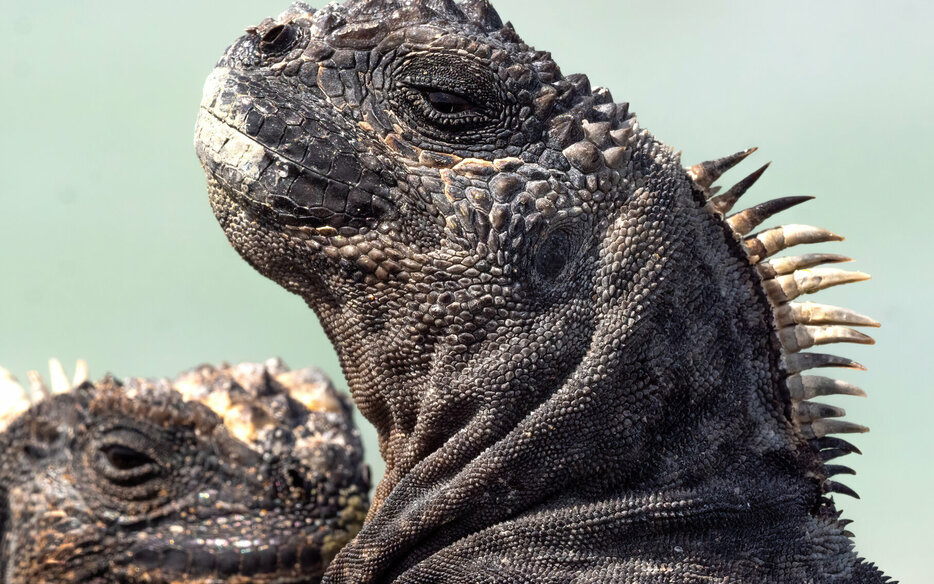 Marine Iguana