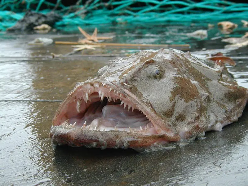 Monkfish