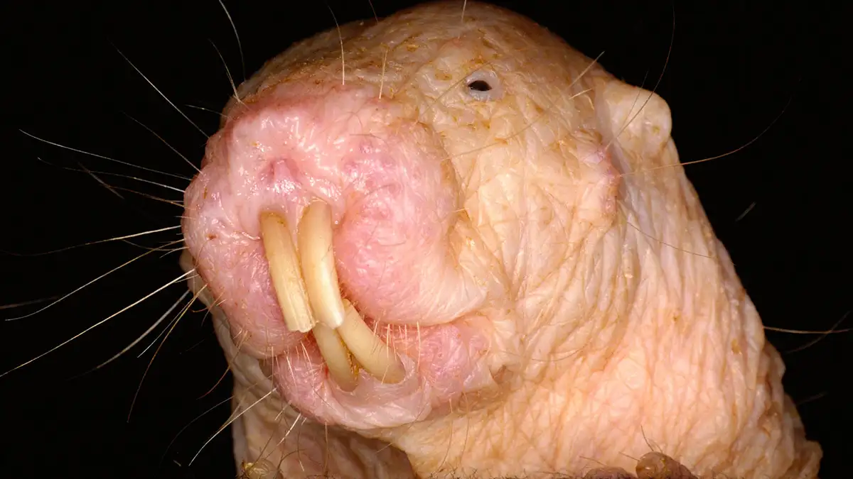Naked mole rat