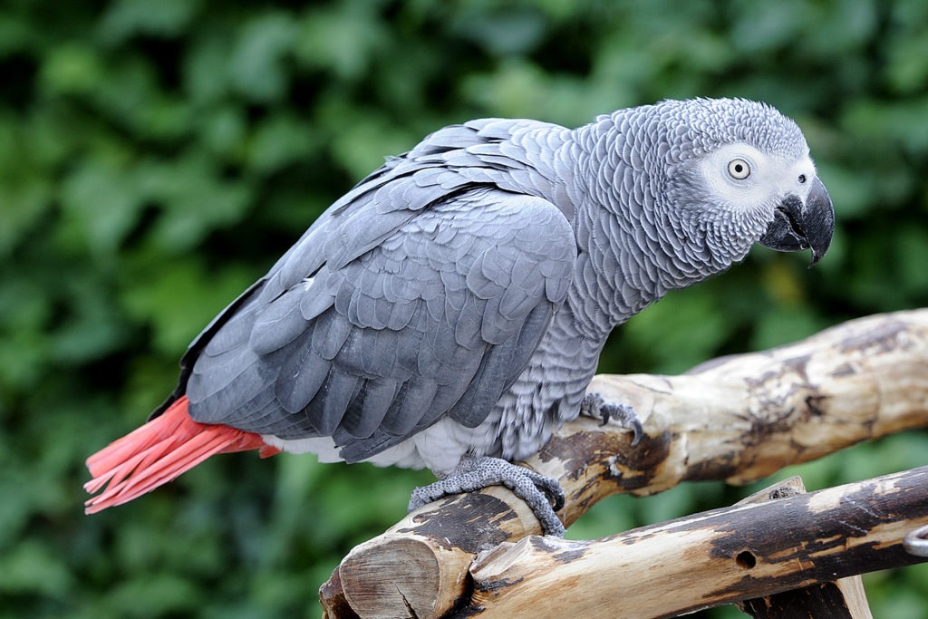 Parrot