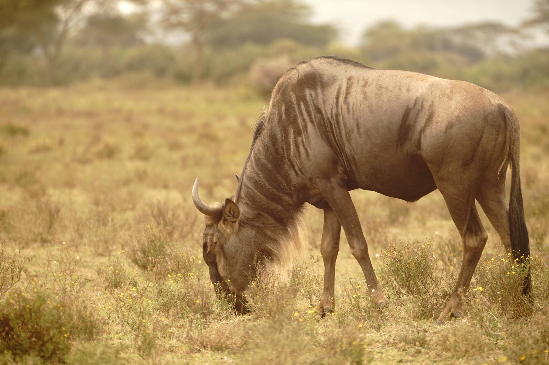 Elephants in Amboseli