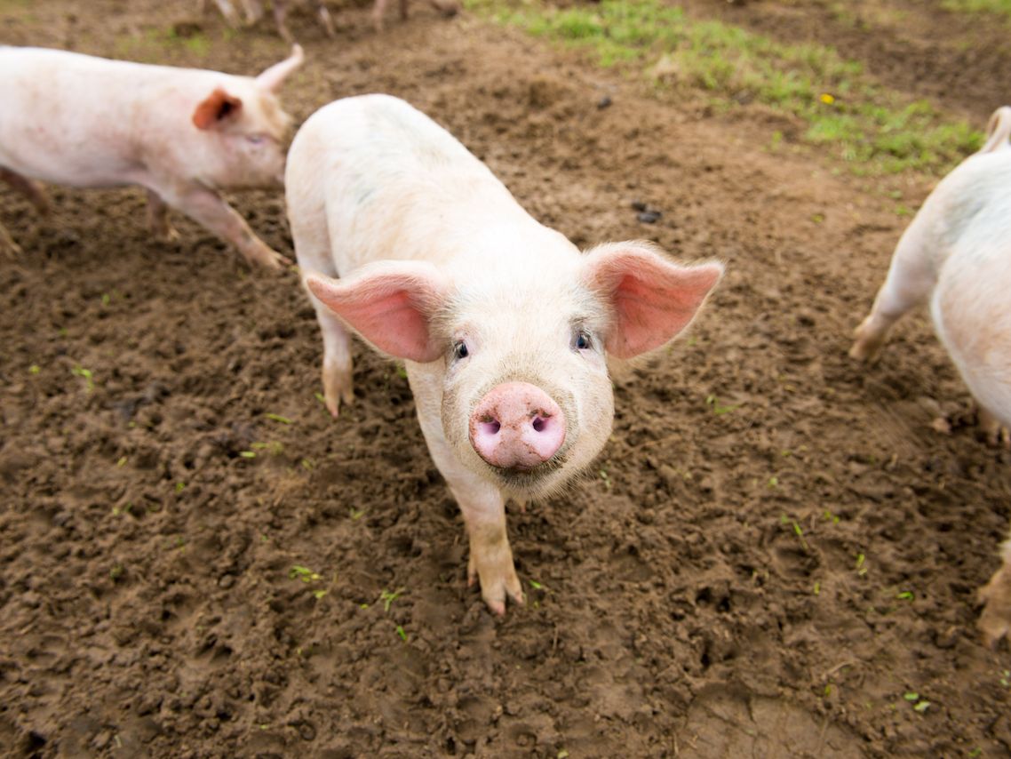 Pig