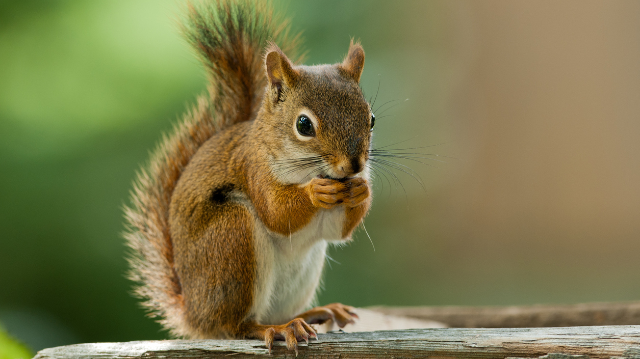 Squirrel