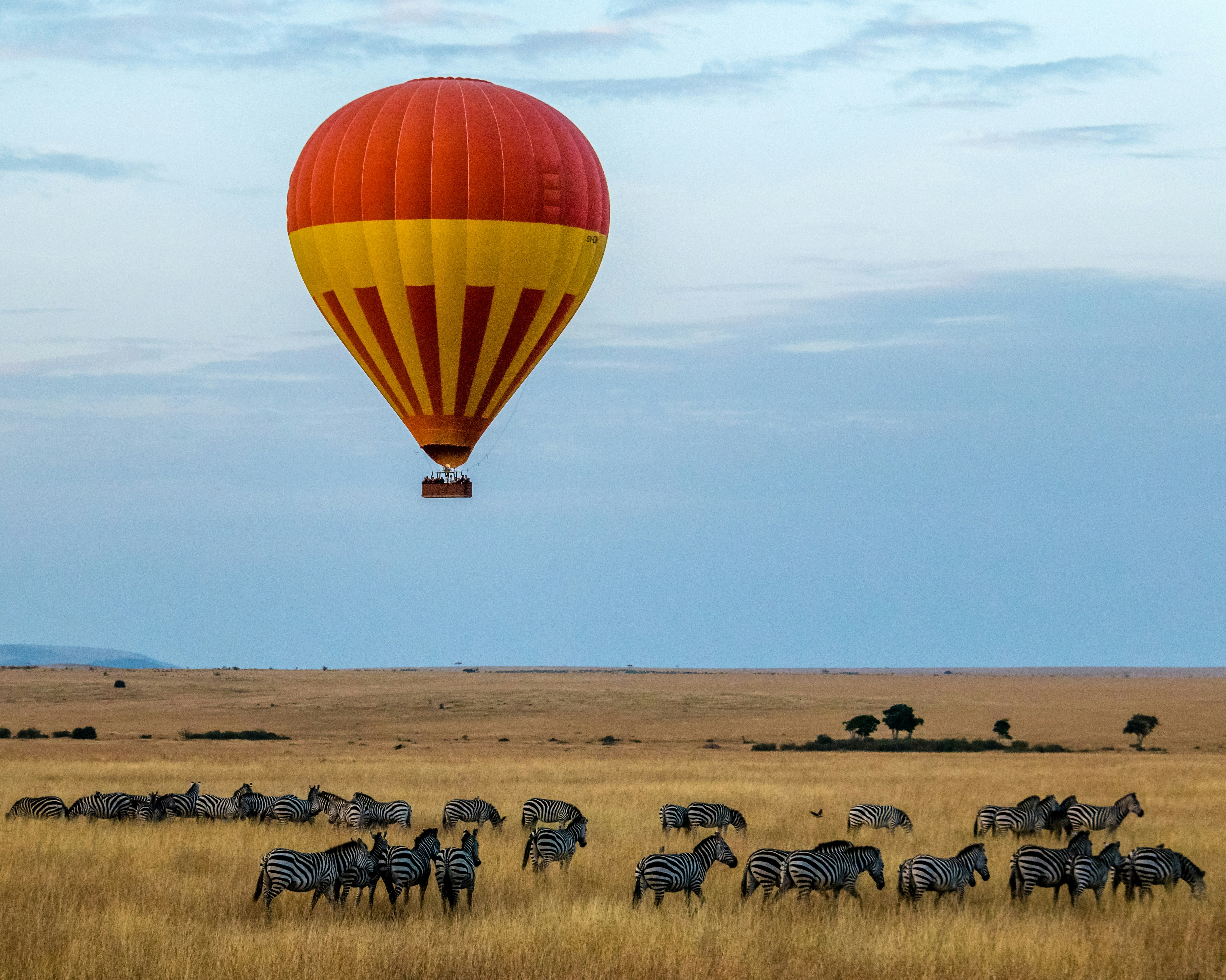 Elephants in Amboseli