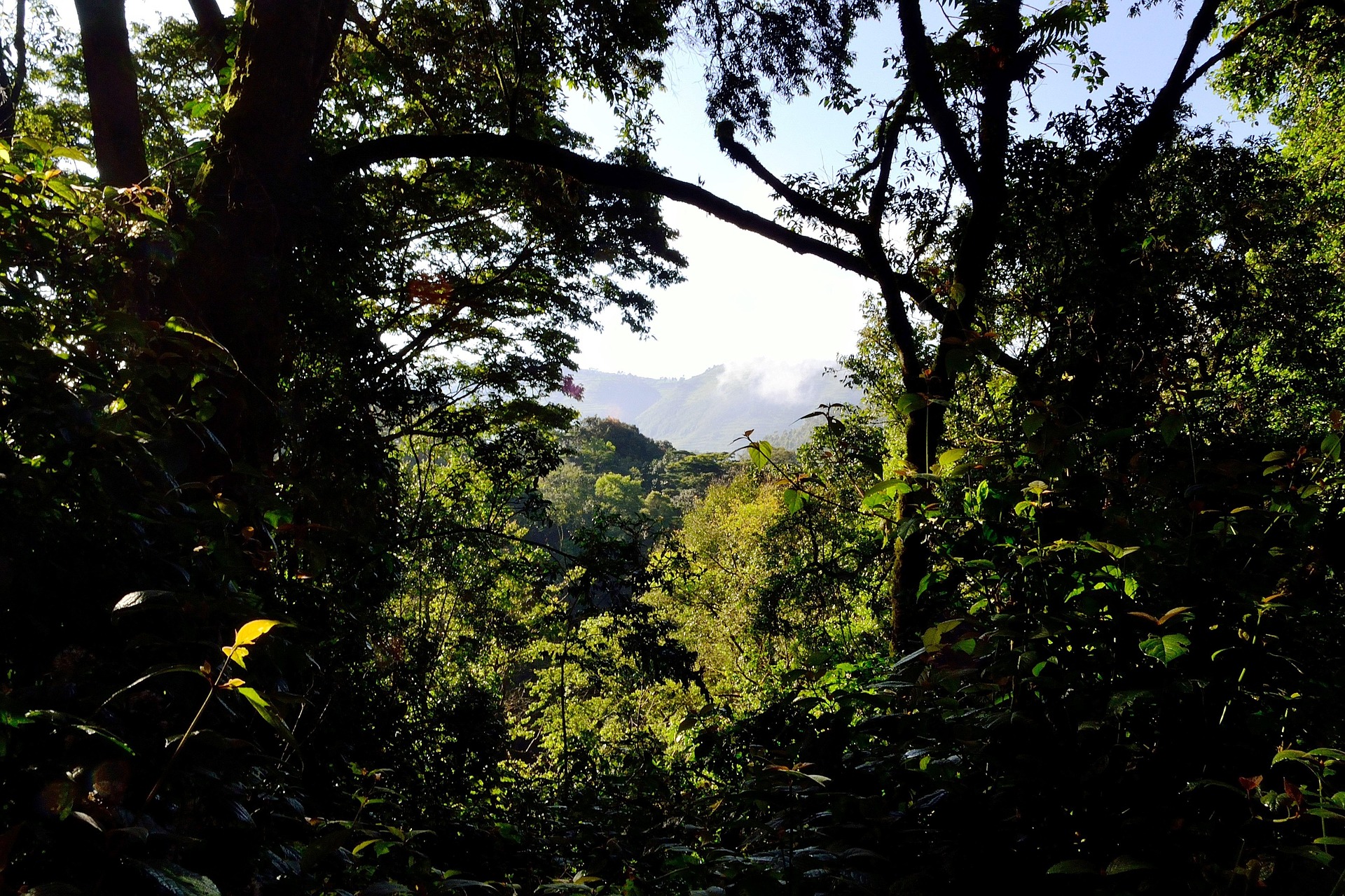 Kenya Safari