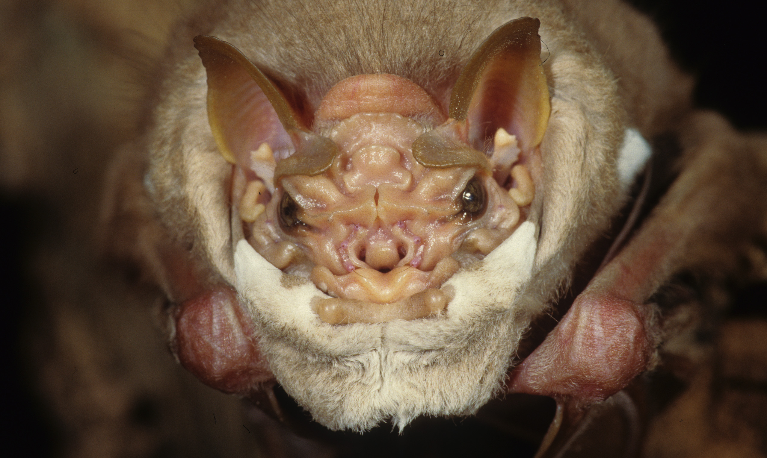Wrinkle faced bat
