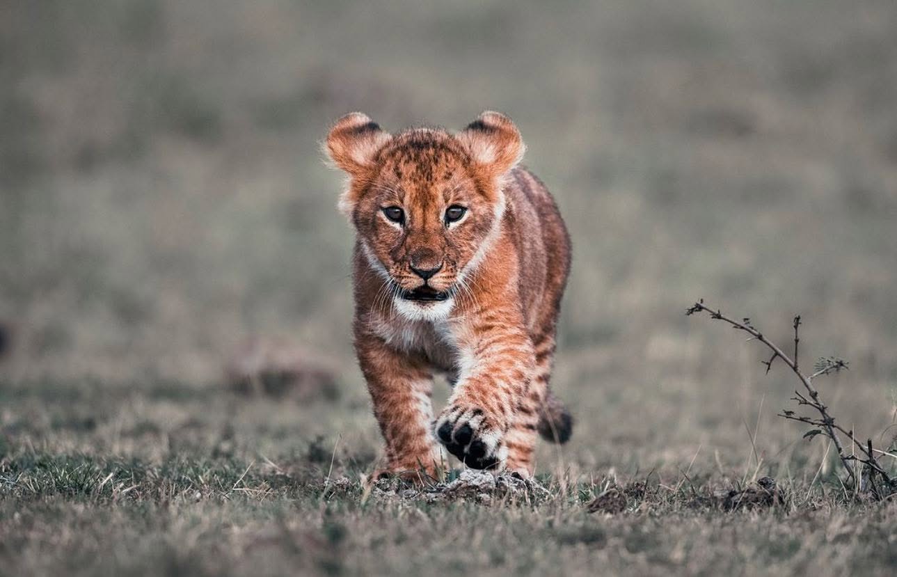 Tanzania Safari Tours | Nasikia Safaris